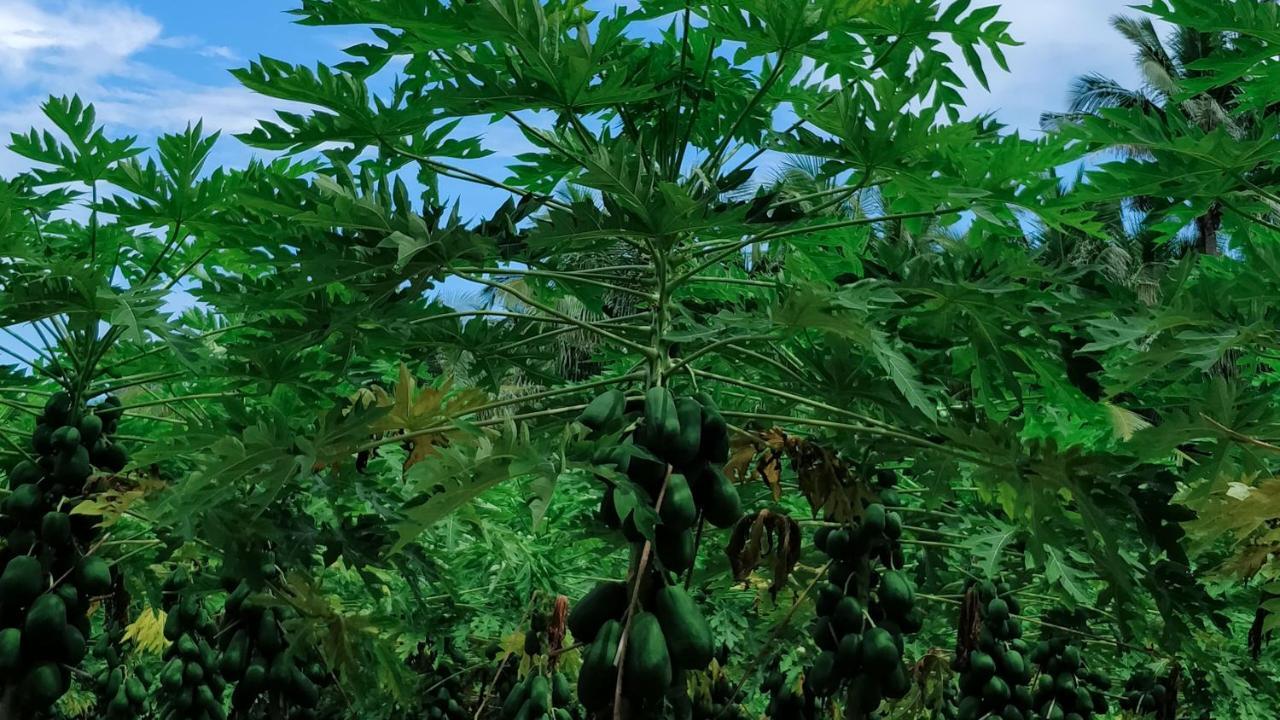 Muraka Inn 토두 외부 사진